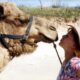 Bali Camel Safari